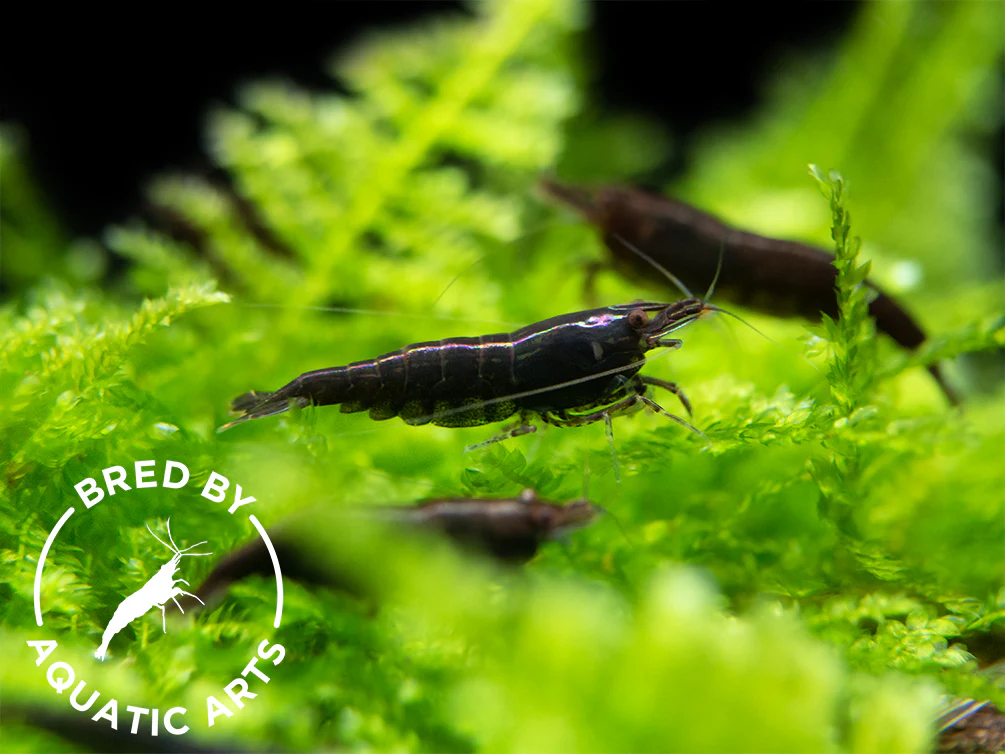 Bred By Aquatic Arts Neocaridina Shrimp Combo Box (Neocaridina davidi) - Nestor' Aquariums & Pets