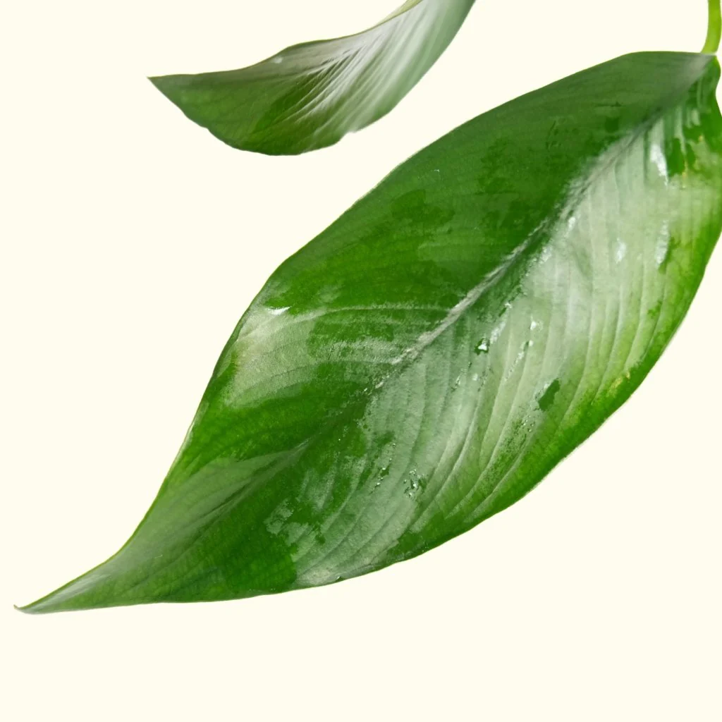 Anubias Hastifolia - Nestor' Aquariums & Pets