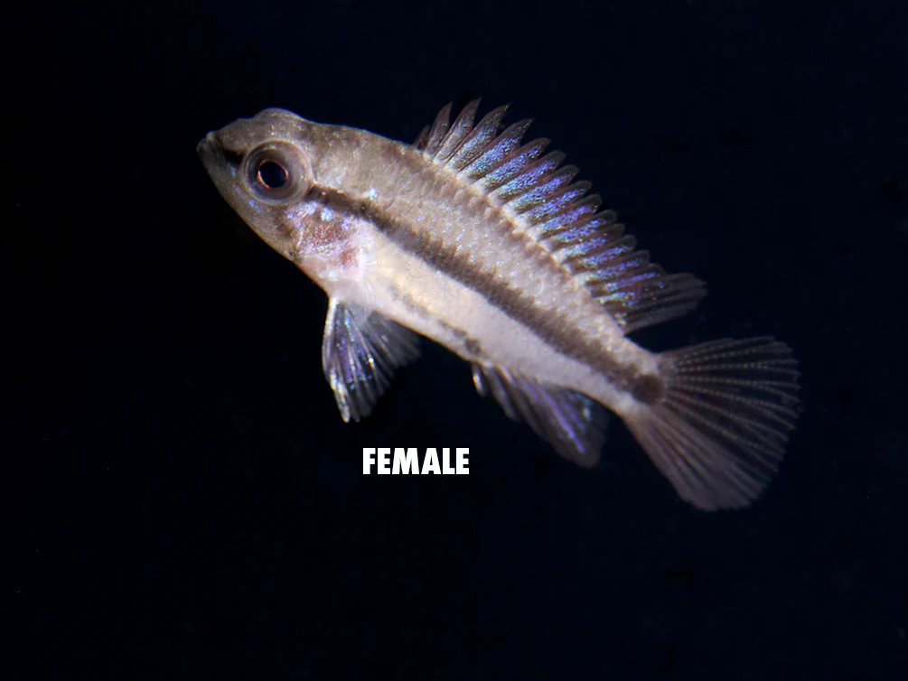 Redfin Three-Striped Dwarf Cichlid (Apistogramma trifasciata) - TANK-BRED!!! - Nestor' Aquariums & Pets