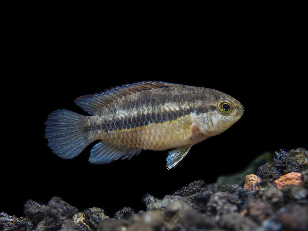 Golden Dwarf Cichlid (Nannacara anomala), - Tank Bred - Nestor' Aquariums & Pets