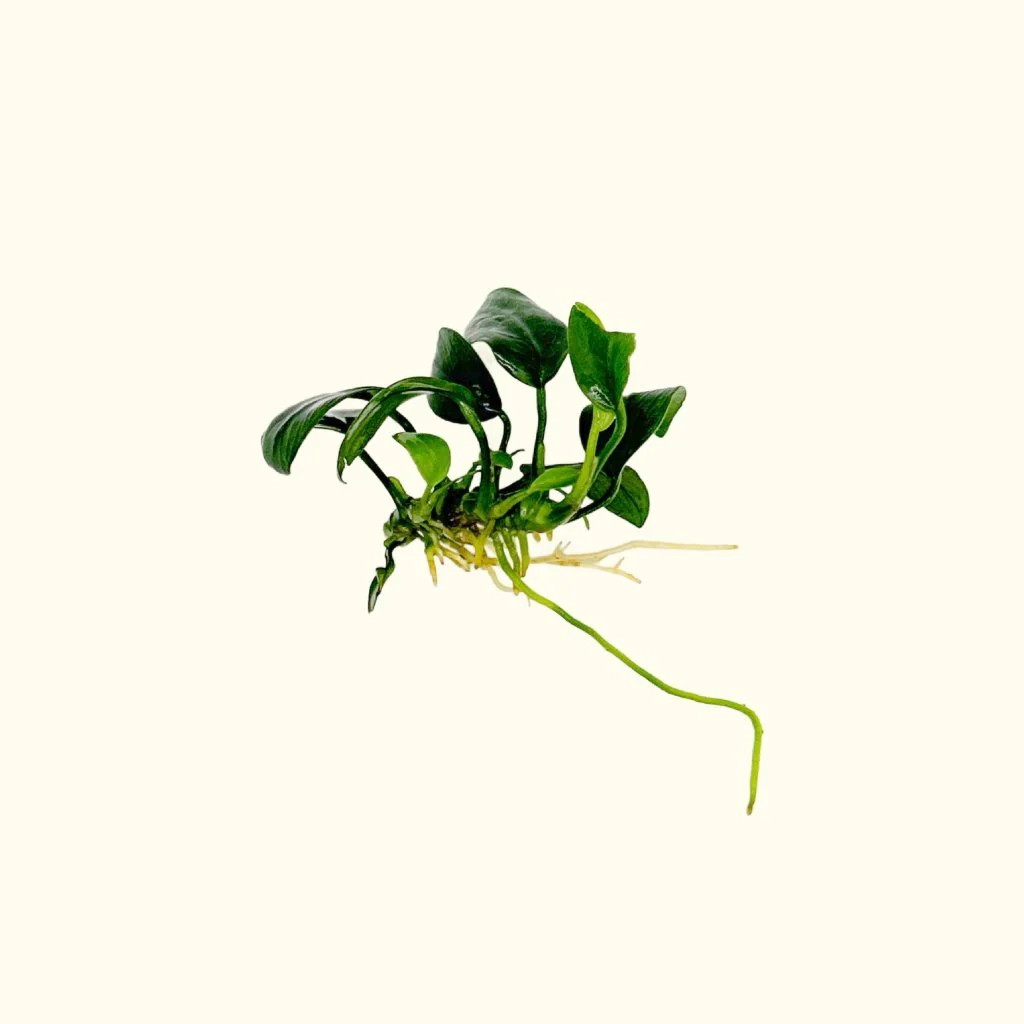 Anubias Nana Petite - Nestor' Aquariums & Pets
