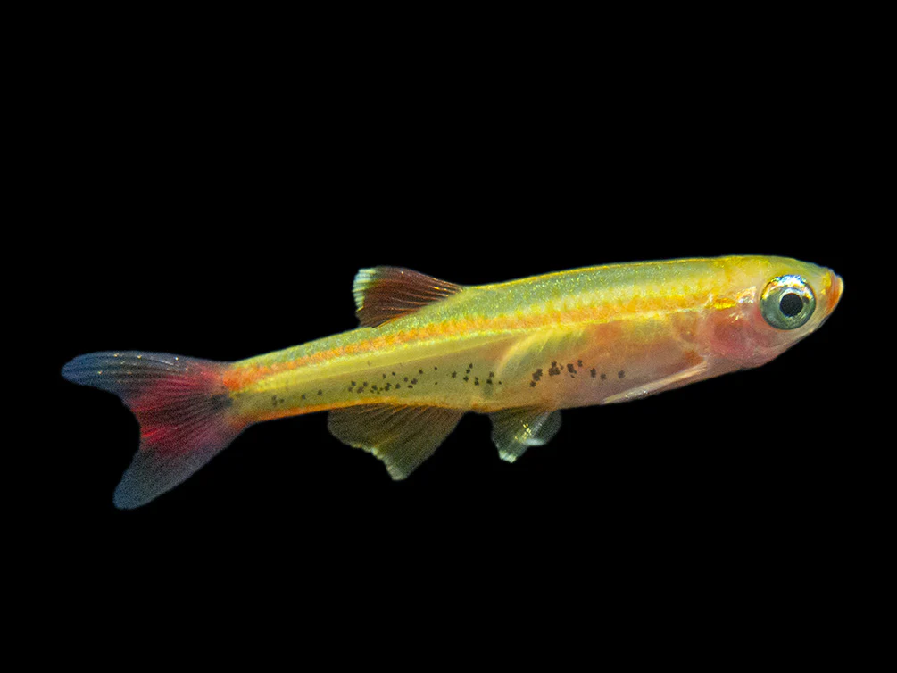 Gold White Cloud Mountain Minnow (Tanichthys albonubes 