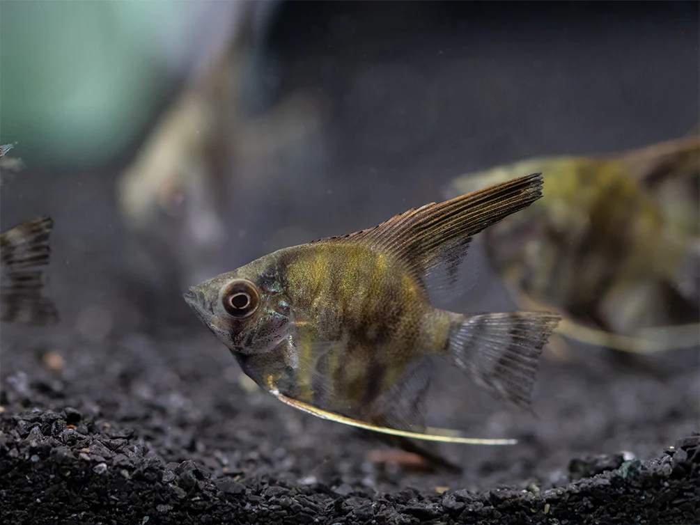 Leopard Angelfish (Pterophyllum scalare), TANK-BRED! - Nestor' Aquariums & Pets
