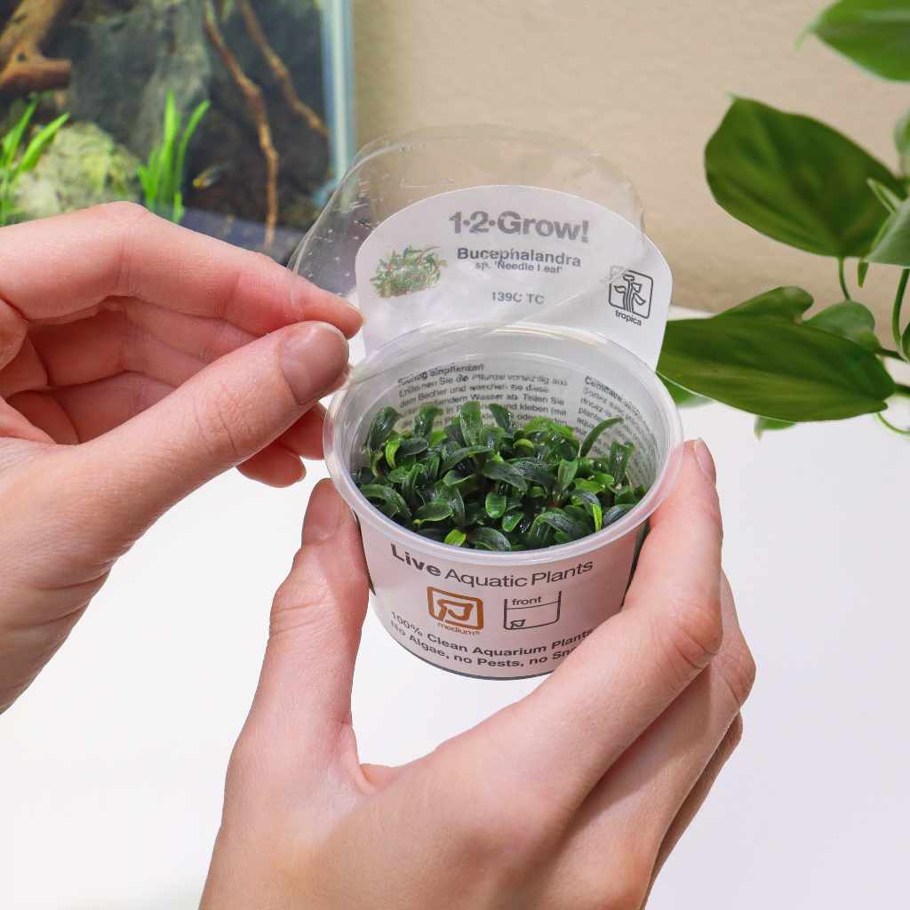 Bucephalandra Needle Leaf Tissue Culture - Nestor' Aquariums & Pets