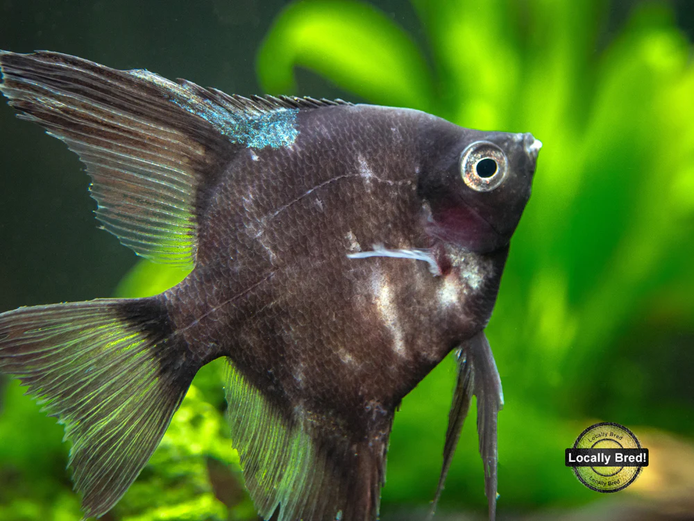 Black Angelfish (Pterophyllum scalare 