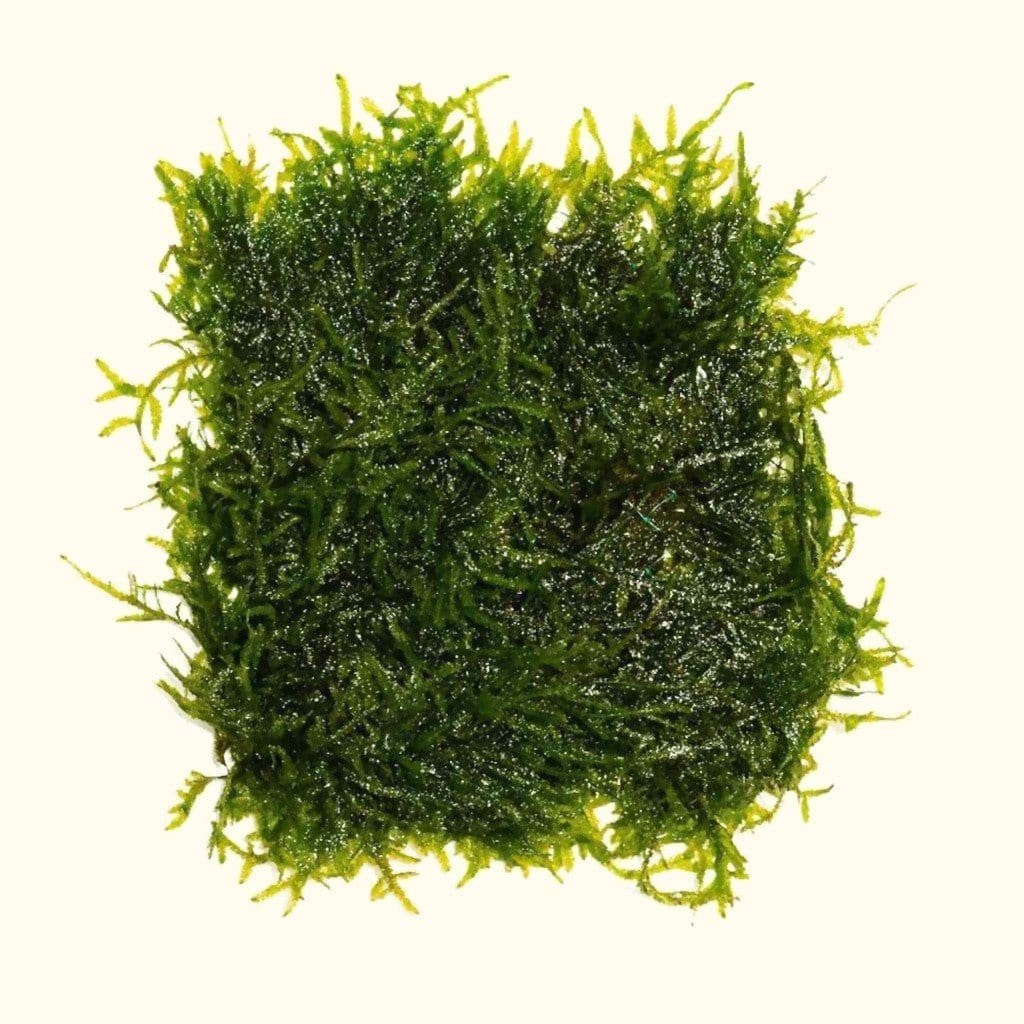 Java Moss Mat - Nestor' Aquariums & Pets