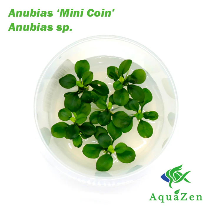 Anubias barteri 'Mini Coin' - Tissue Culture - Nestor' Aquariums & Pets