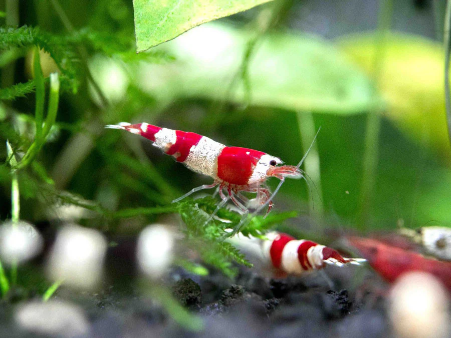 Crystal Red Shrimp (Caridina cantonensis, A-S Grade), Tank-Bred - Nestor' Aquariums & Pets