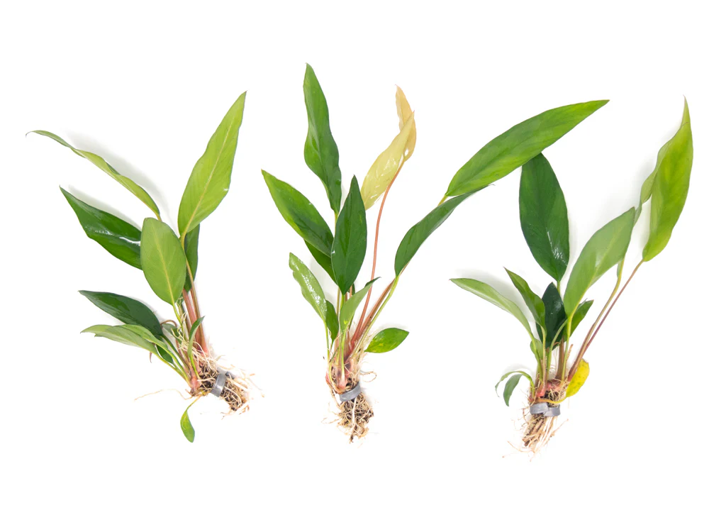 Anubias Frazeri (Anubias barteri x A. heterophylla), bare root - Nestor' Aquariums & Pets