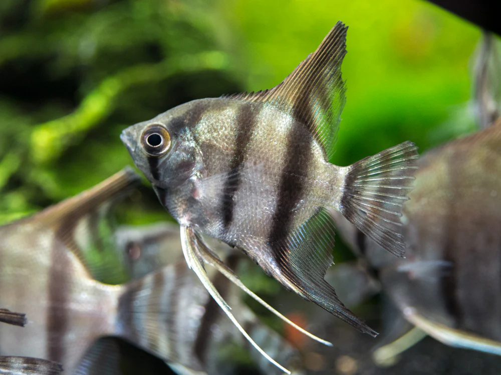 Peruvian Altum Angelfish (Pterophyllum scalare 