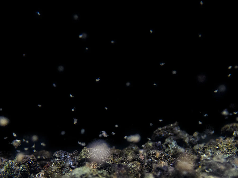 Live Daphnia and Scud Cultures Combo Pack - Aquatic Arts - Nestor' Aquariums & Pets