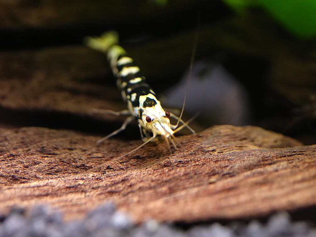 Fancy Black Tiger Shrimp (Caridina sp. “Black Tiger”) – SS Grade - Nestor' Aquariums & Pets