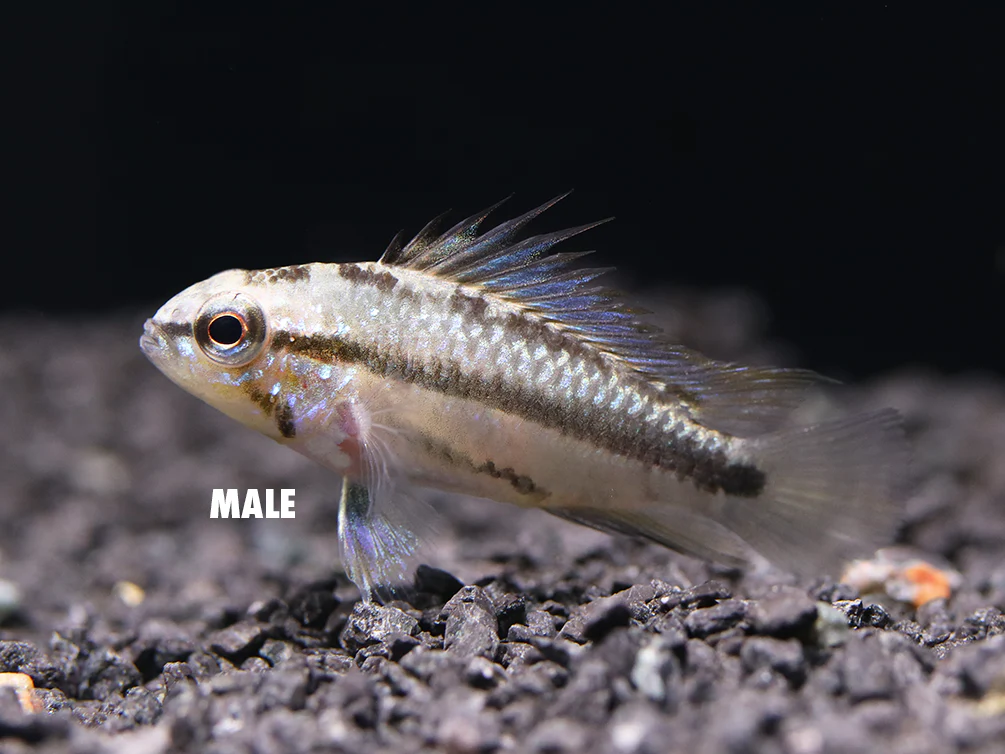 Redfin Three-Striped Dwarf Cichlid (Apistogramma trifasciata) - TANK-BRED!!! - Nestor' Aquariums & Pets