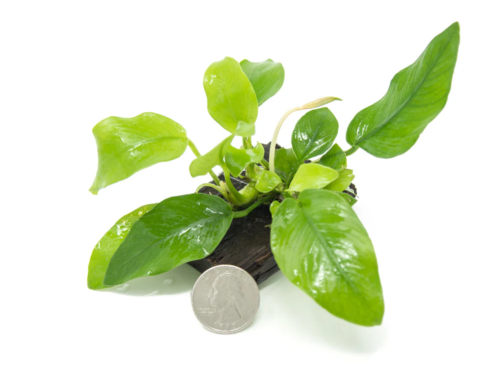 Golden Anubias Nana (Anubias barteri var. “Golden Nana”) on 3+ inch Driftwood - Nestor' Aquariums & Pets