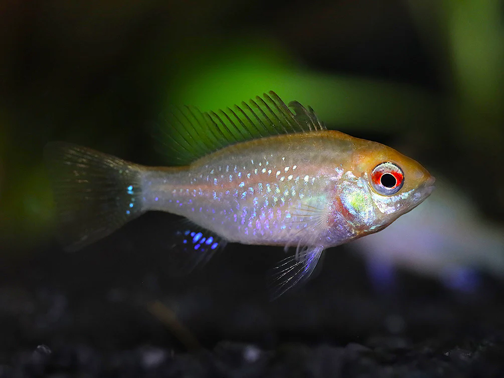 Gold Face Electric Blue Ram Cichlid (Mikrogeophagus ramirezi 