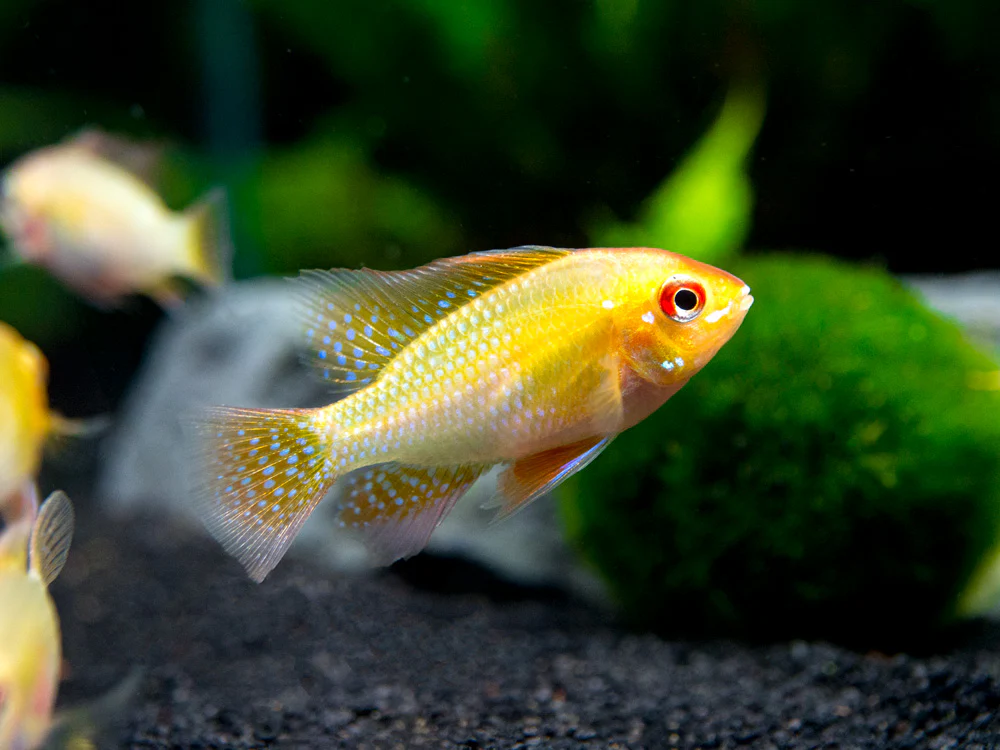 German Gold Ram Dwarf Cichlid (Mikrogeophagus ramirezi var. 
