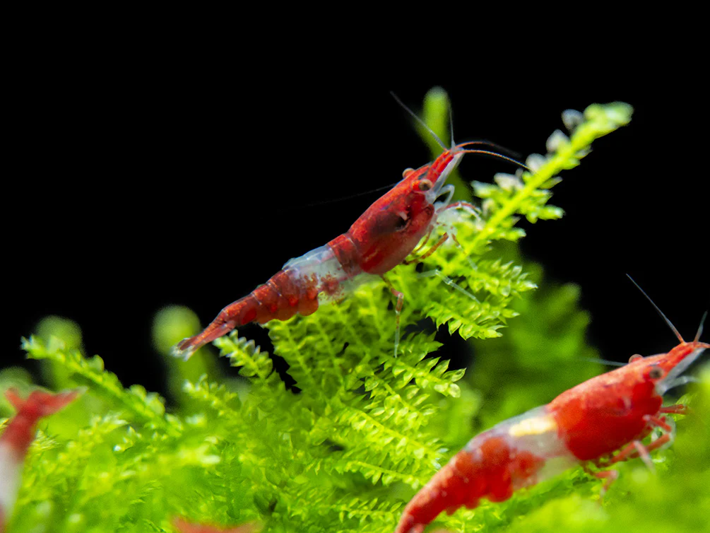 Red Rili Shrimp Breeder Combo Box - Nestor' Aquariums & Pets