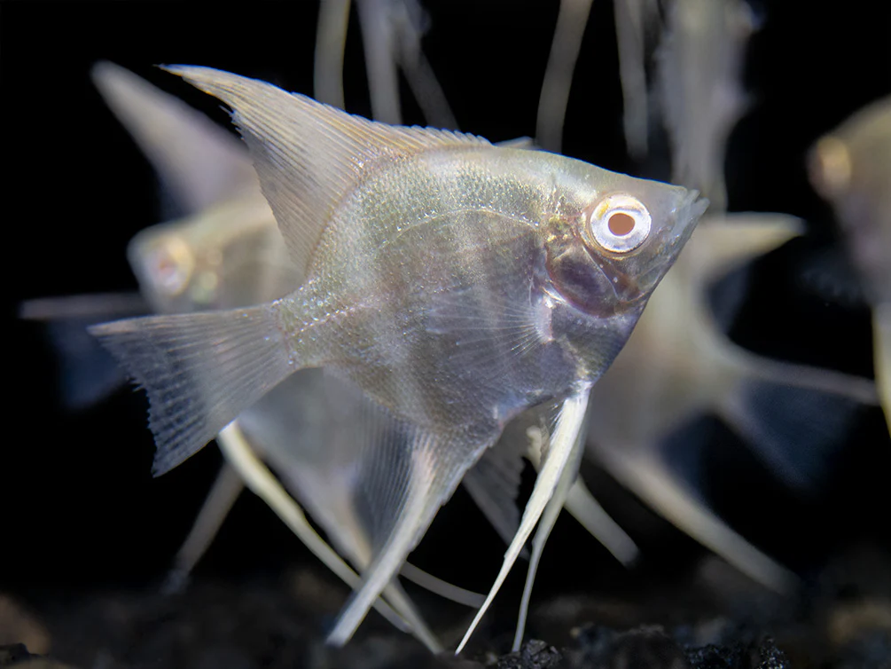 Albino Peruvian Altum Angelfish (Pterophyllum scalare 