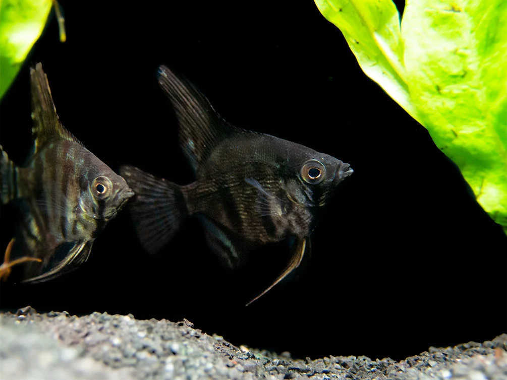 Black Zebra Angelfish (Pterophyllum scalare) - TANK-BRED! - Nestor' Aquariums & Pets