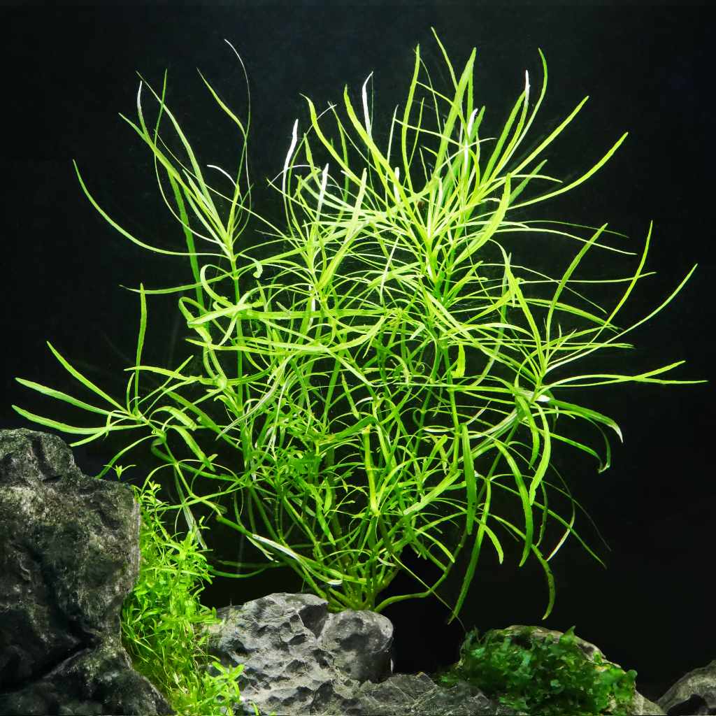 Pogostemon Stellatus 'Octopus' - Nestor' Aquariums & Pets