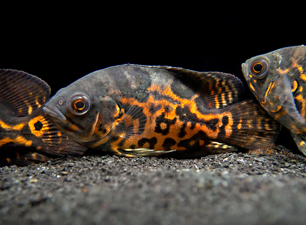 Tiger Oscar (Astronotus ocellatus), Tank-Bred - Nestor' Aquariums & Pets