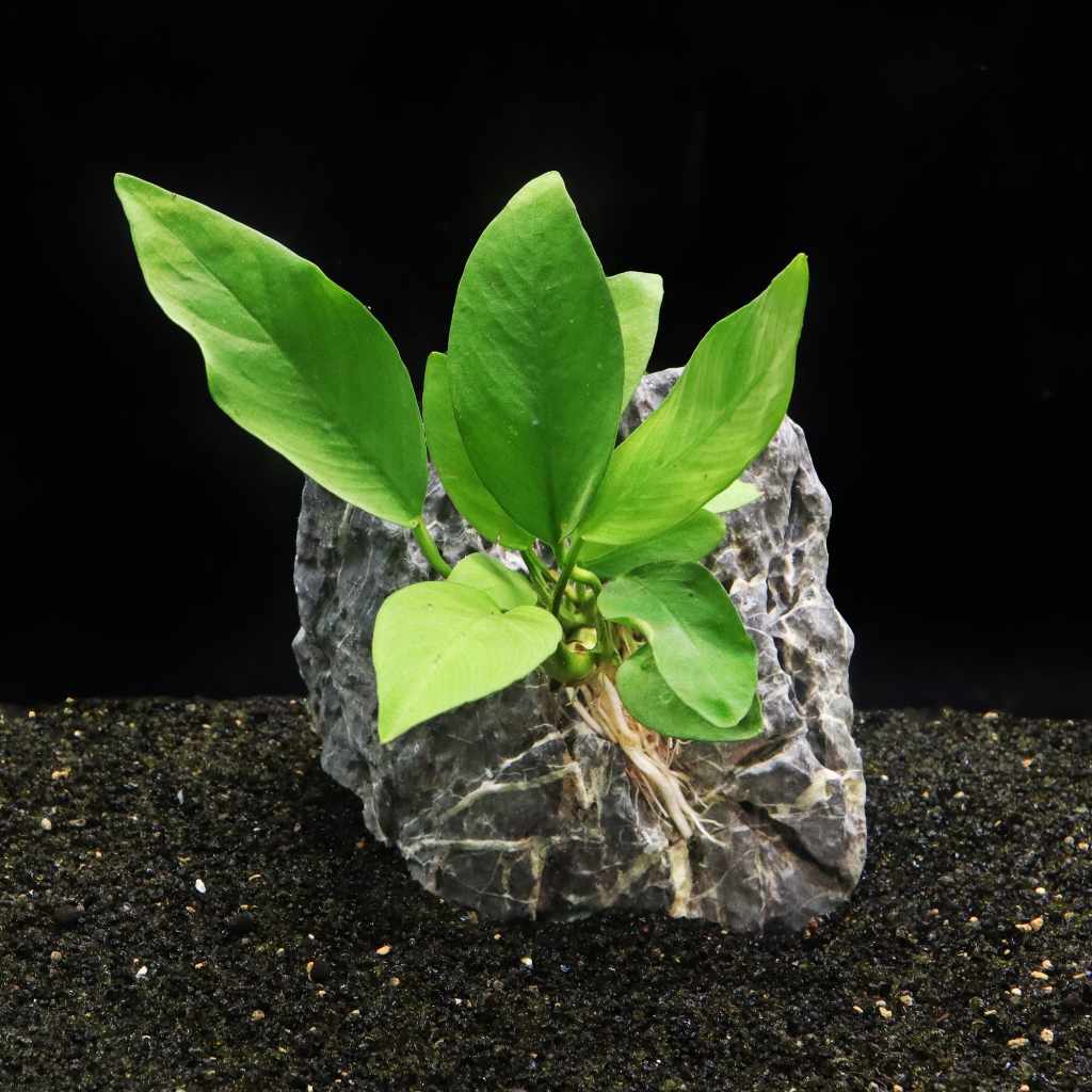 Anubias Nangi - Nestor' Aquariums & Pets