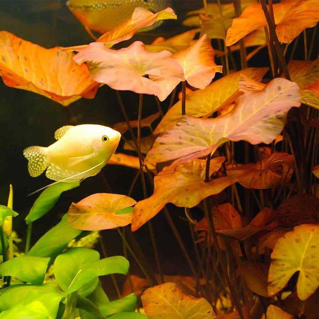 Red Dwarf Aquarium Lily Bulb - Nestor' Aquariums & Pets