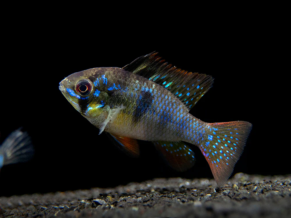 German Black Ram Dwarf Cichlid (Mikrogeophagus ramirezi 