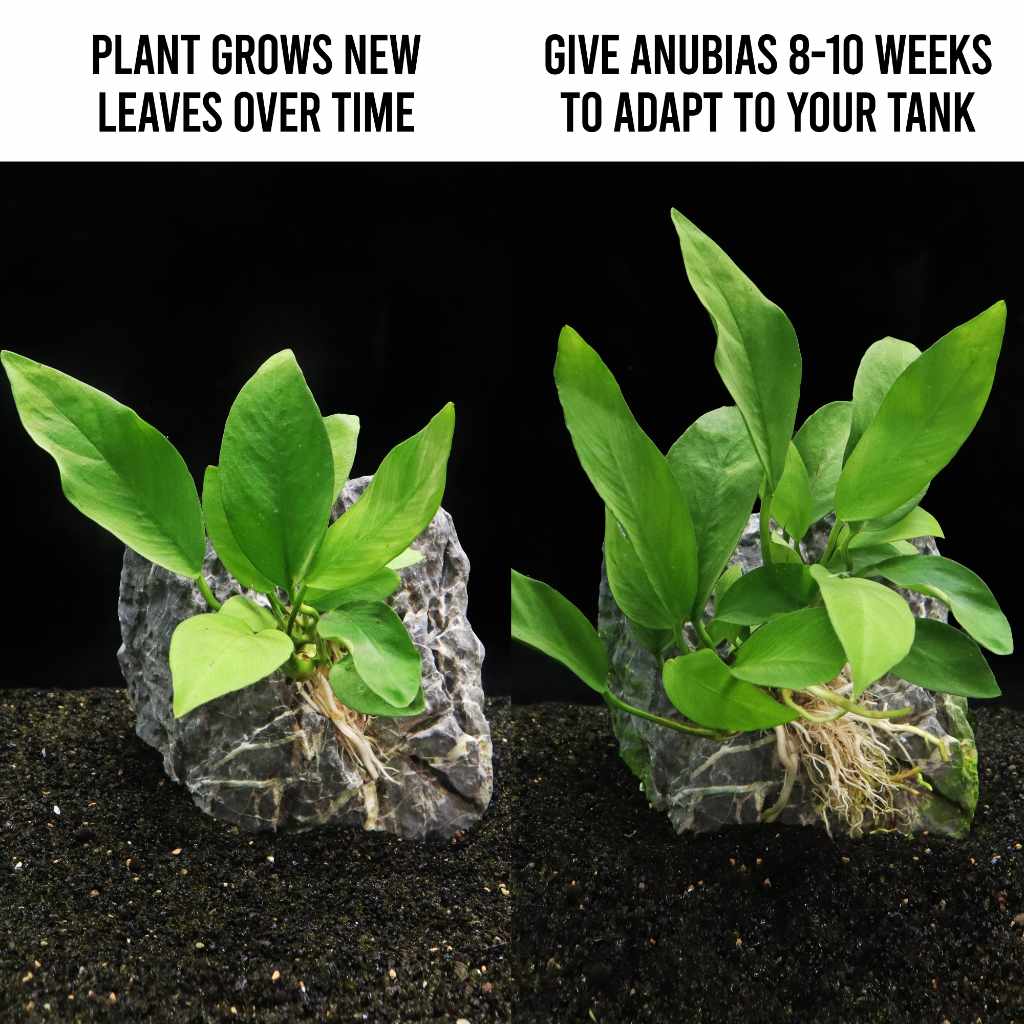 Anubias Nangi - Nestor' Aquariums & Pets