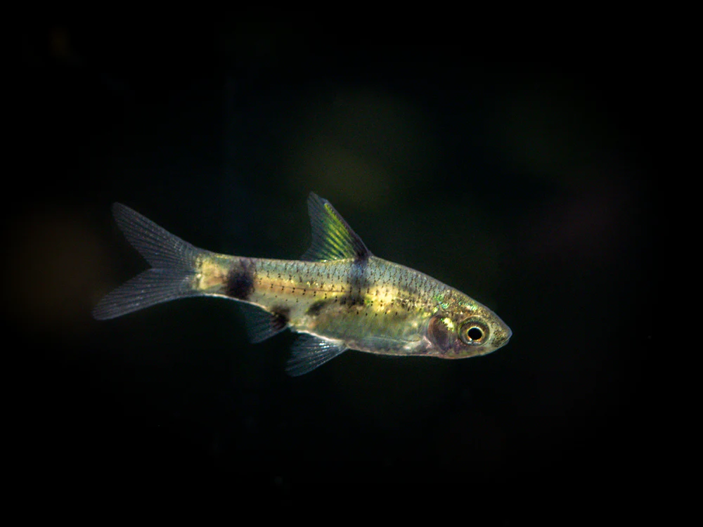 Golden Dwarf Barb (Pethia gelius), Tank-Bred!!! - Nestor' Aquariums & Pets