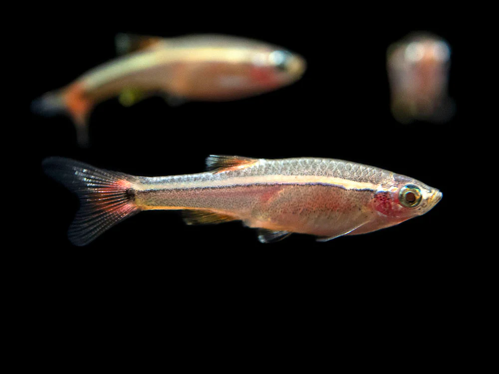 White Cloud Mountain Minnow (Tanichthys albonubes), Tank-Bred - Nestor' Aquariums & Pets