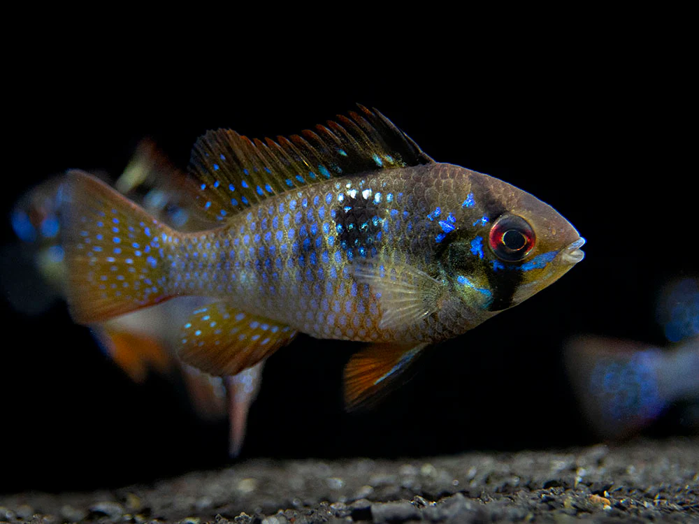 German Black Ram Dwarf Cichlid (Mikrogeophagus ramirezi 
