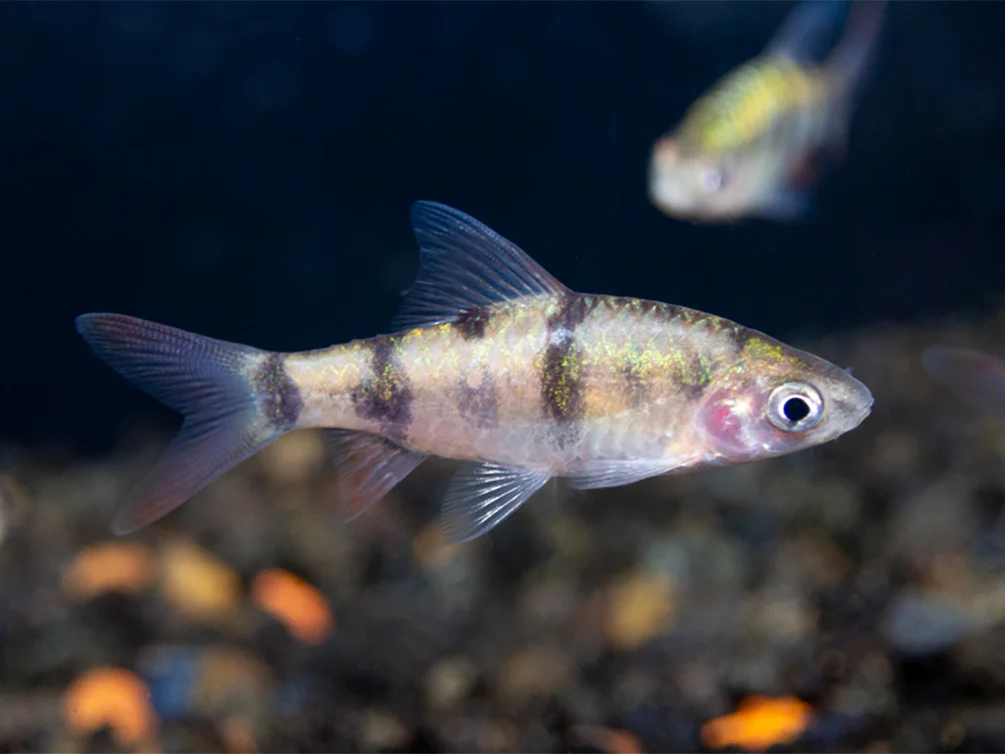 Tambraparni Barb (Puntius tambraparniei) - Nestor' Aquariums & Pets