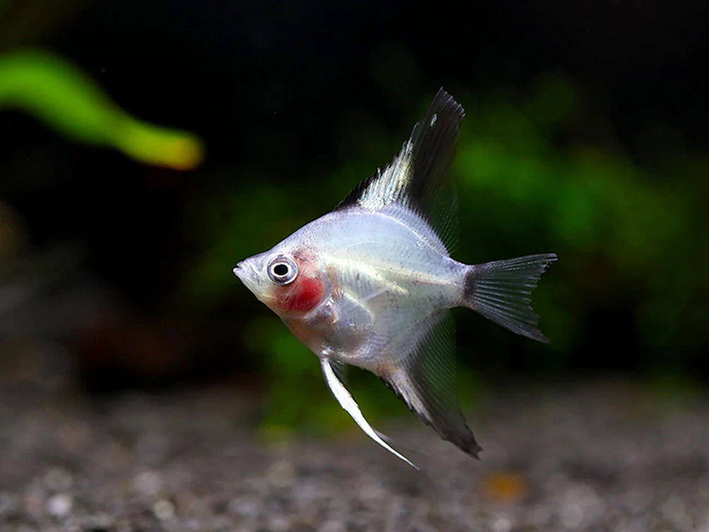 Blushing Blue Ghost Angelfish (Pterophyllum scalare) – Tank Bred - Nestor' Aquariums & Pets