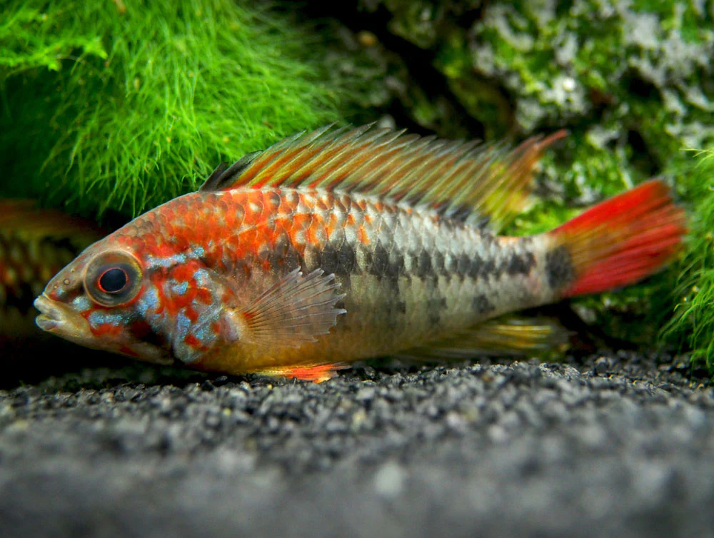 Red Shoulder Dwarf Cichlid (Apistogramma macmasteri), Tank-Bred - Nestor' Aquariums & Pets