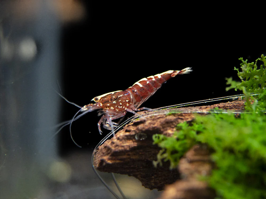 Red Galaxy Pinto Shrimp (Caridina cantonensis, A Grade), Tank-Bred - Nestor' Aquariums & Pets