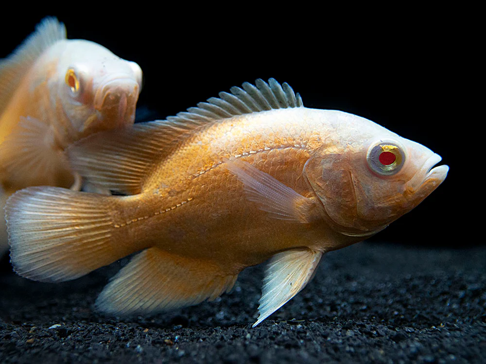 Albino Red Oscar (Astronotus ocellatus), Tank-Bred - Nestor' Aquariums & Pets