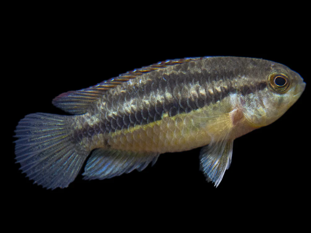 Golden Dwarf Cichlid (Nannacara anomala), - Tank Bred - Nestor' Aquariums & Pets