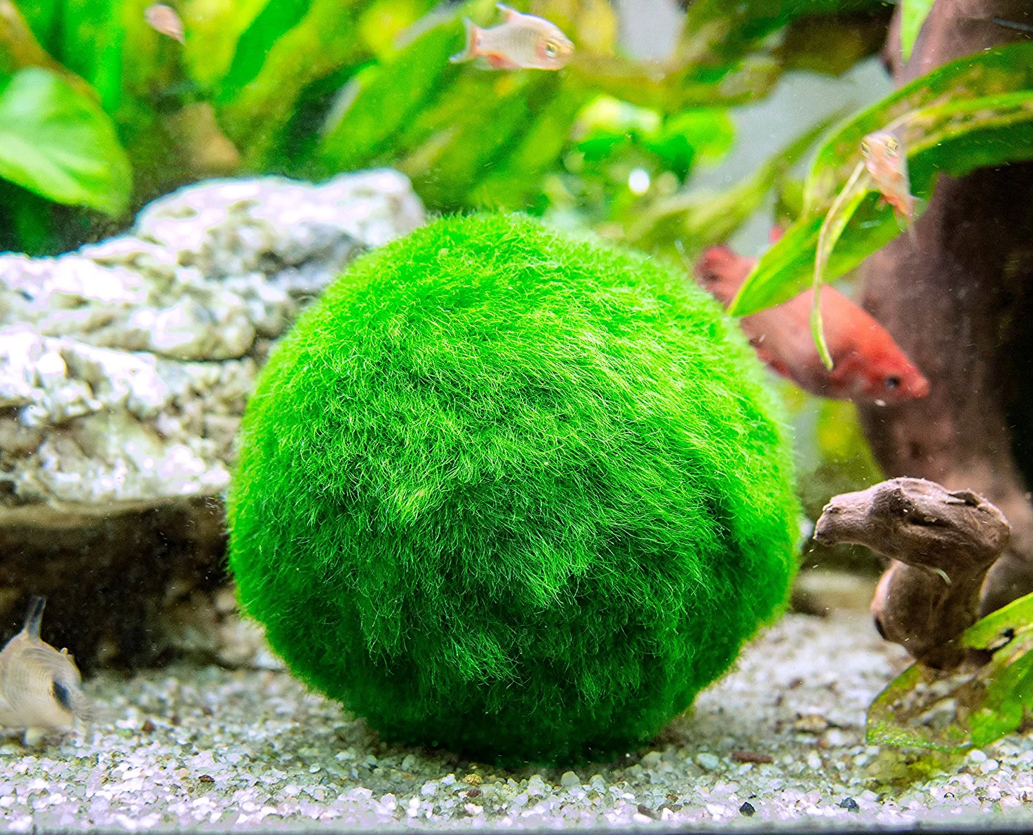Aquatic Arts Marimo Moss Ball Fertilizer Food 8oz. - Nestor' Aquariums & Pets