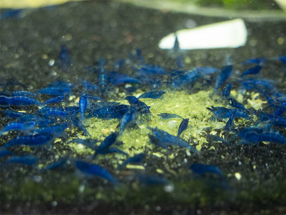 Shrimp Envy - Food Fight Shrimp Food - Nestor' Aquariums & Pets