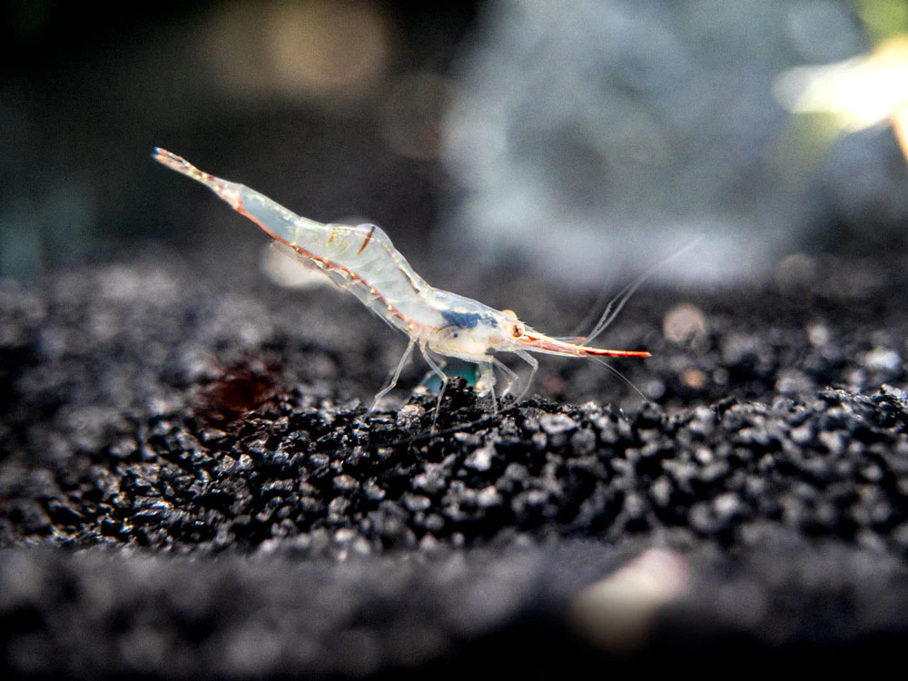 Pinokio Shrimp aka Rudolf Shrimp/Red Skunk Shrimp (Caridina gracilirostris), Tank-Bred! - Nestor' Aquariums & Pets