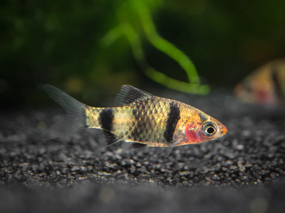 Black Ruby Barb (Pethia nigrofasciata), Tank-Bred!!! - Nestor' Aquariums & Pets