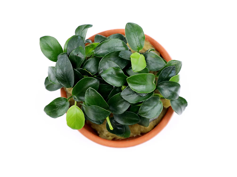 Anubias Nana Petite in Terracotta Pot - Nestor' Aquariums & Pets