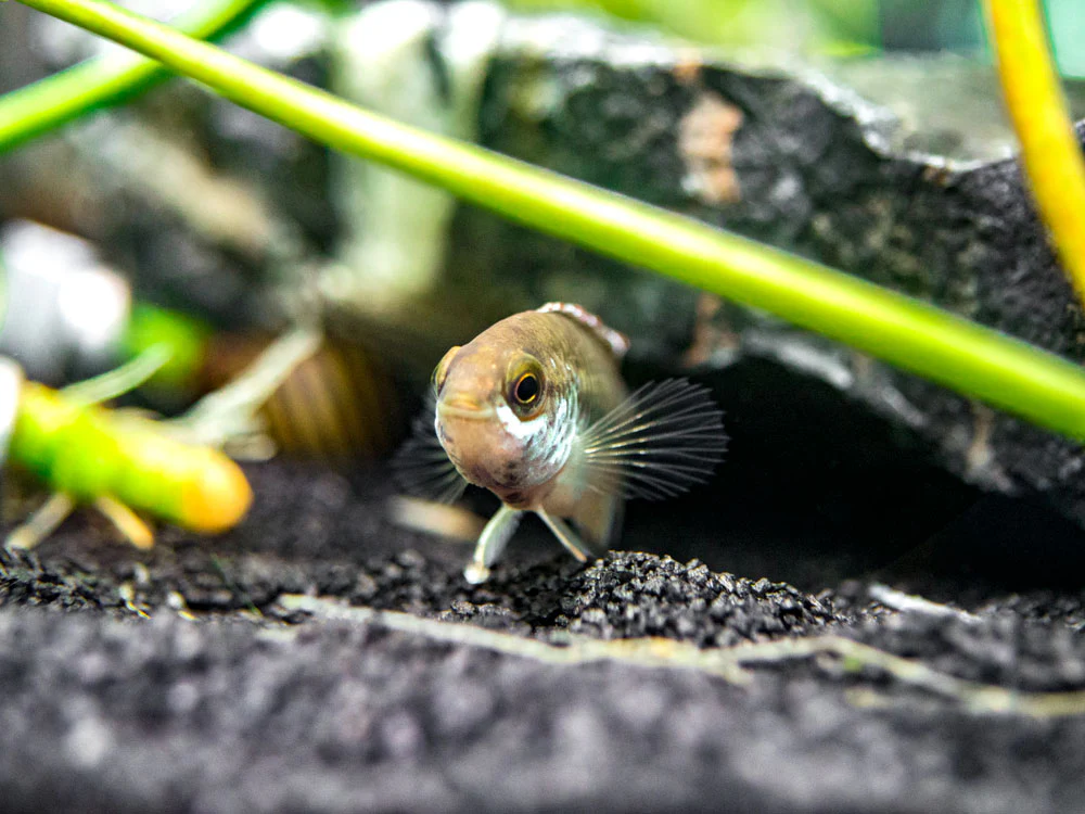 Golden Dwarf Cichlid (Nannacara anomala), - Tank Bred - Nestor' Aquariums & Pets