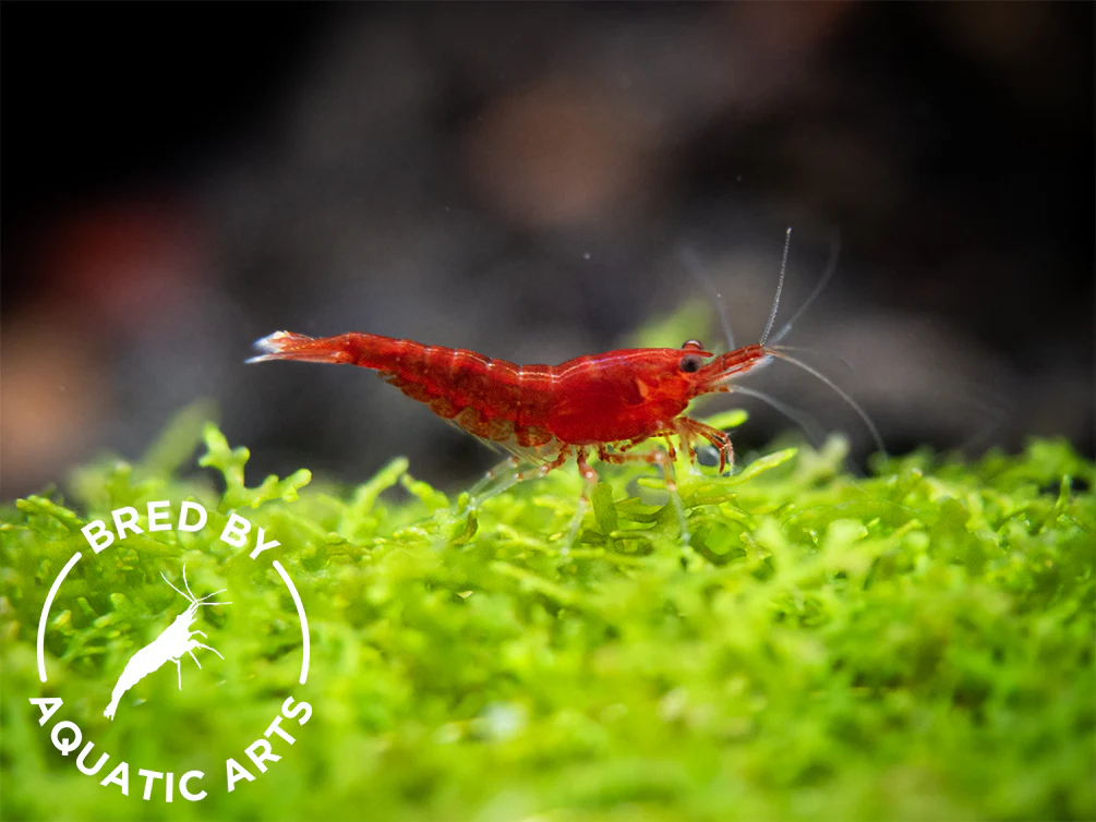 Bloody Mary Shrimp (Neocaridina davidi), BREDBY: Aquatic Arts - Nestor' Aquariums & Pets