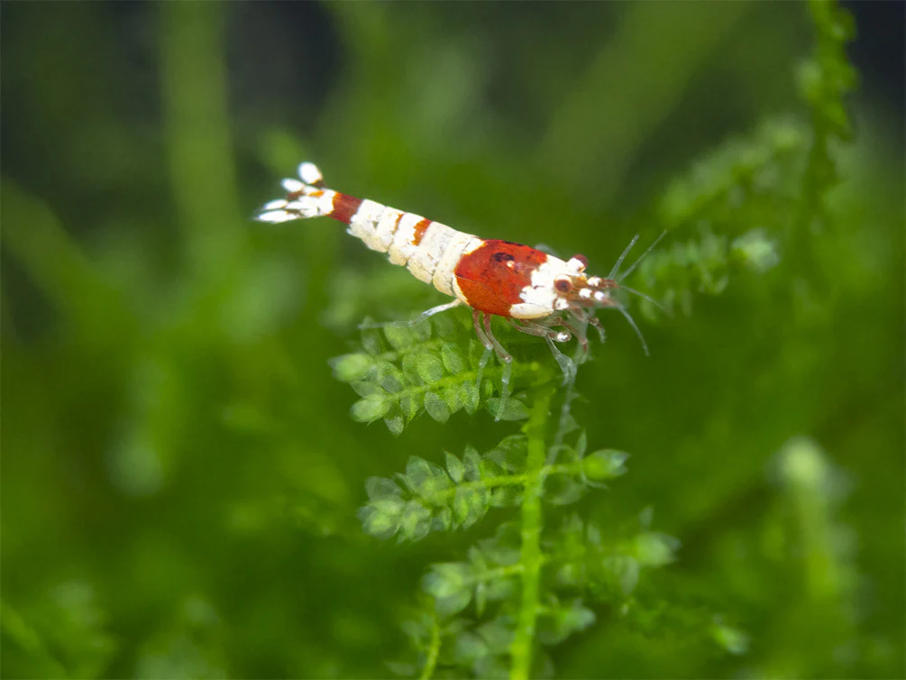 Crystal Shrimp Combo Pack, Tank-Bred - Nestor' Aquariums & Pets
