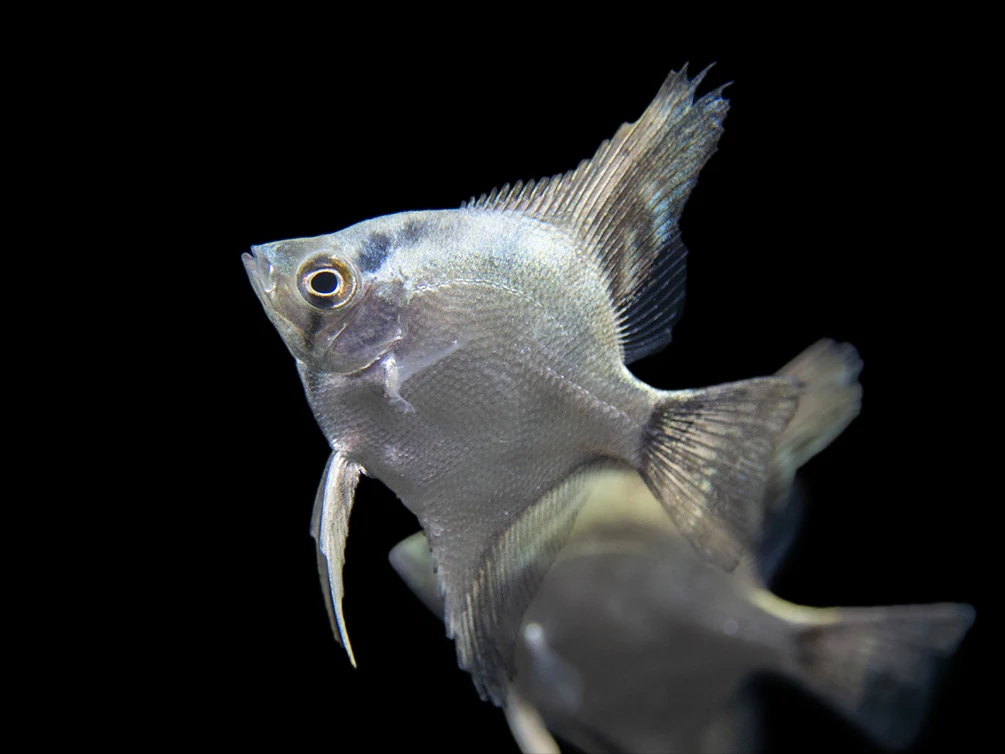 Belem Sky Blue Angelfish (Pterophyllum scalare) - Tank-Bred - Nestor' Aquariums & Pets