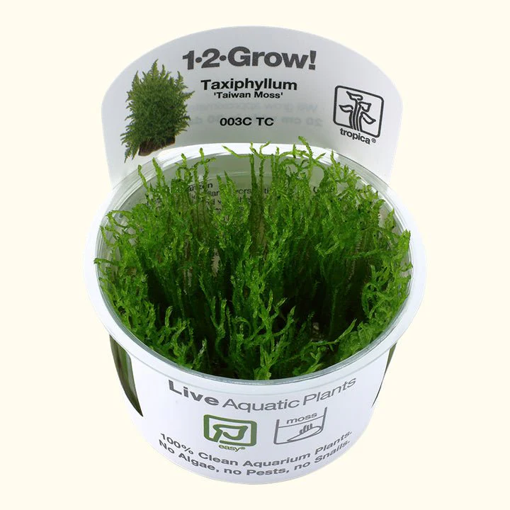 Taxiphyllum alternans 'Taiwan Moss' Tissue Culture - Nestor' Aquariums & Pets
