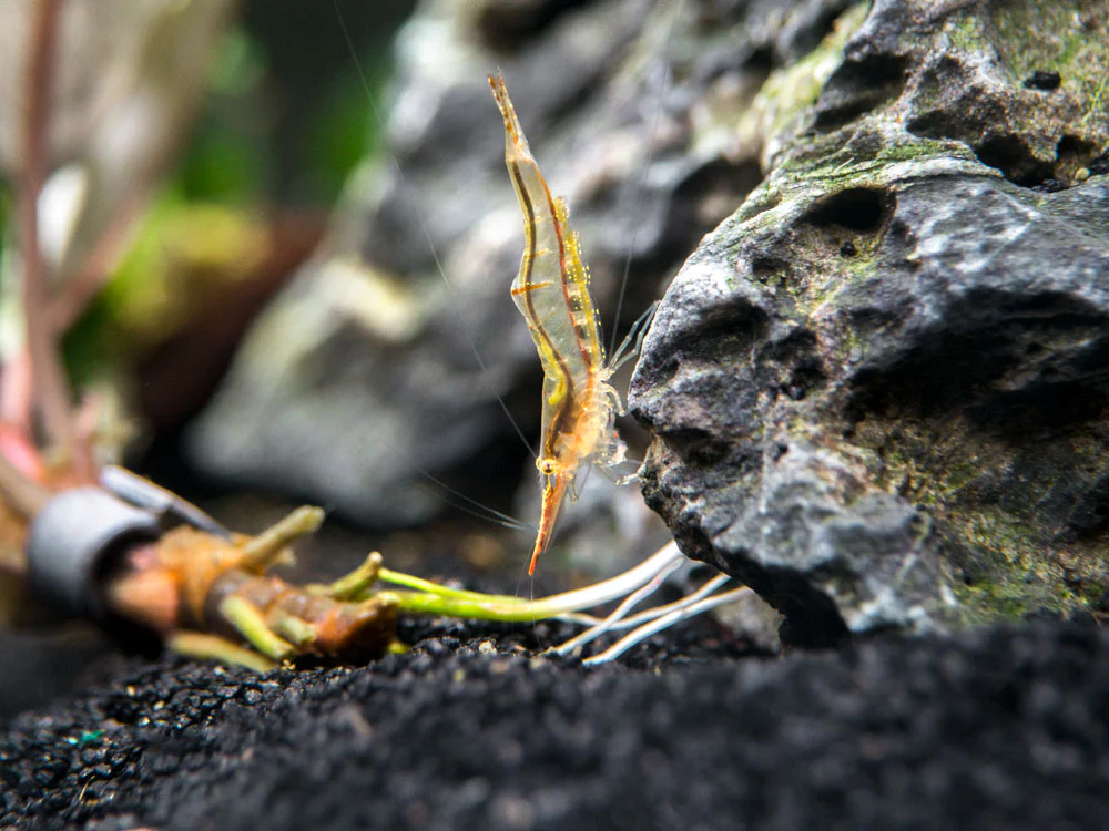 Pinokio Shrimp aka Rudolf Shrimp/Red Skunk Shrimp (Caridina gracilirostris), Tank-Bred! - Nestor' Aquariums & Pets