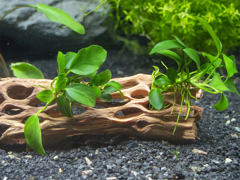 Petite Anubias Nana (Anubias barteri var. “Petite Nana”), Bare Root - Nestor' Aquariums & Pets